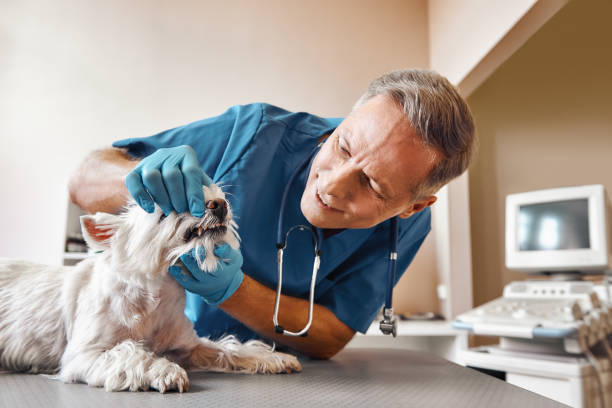 Best Broken or Cracked Tooth Emergency Dentist in Matoaca, VA